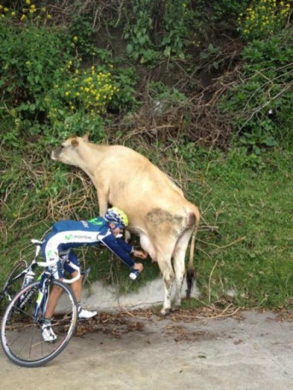 biker-stops-to-milk-cow