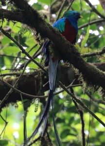 Quetzal (Männchen)