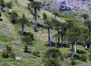 Wanderweg zum Mirador Sierra Nevada - durch Araukarien-Wald