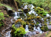 im Nothofagus-Wald am Lago Caburgua / Llaima