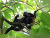 Parque Nacional Cahuita: Brüll-Affen, ja die Lauten