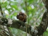 Parque Nacional Cahuita: Eichhörnchen