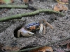 Parque Nacional Cahuita: Kleine Krebse an ihren Höhlen in Strand-Nähe