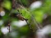 Parque Nacional Cahuita: Spinne, recht groß!