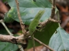 Parque Nacional Cahuita: kleine Echse