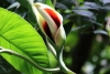 Parque Nacional Cahuita: Blüte