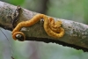 Parque Nacional Cahuita: Schlange, versteckt am Baum, giftig, 1m Abstand halten