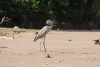 Weg nach Tortuguero, auf dem Fluß, Vogel mit Mittagessen