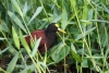 Tortuguero Kanu-Tour: Vogel such Futter am Ufer