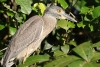 Tortuguero Kanu-Tour: Kormoran auf Futter-Suche