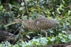 Tortuguero Kanu-Tour: Vogel auf Futter-Suche