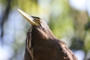Tortuguero Kanu-Tour: Vogel auf Futter-Suche