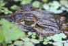 Tortuguero Kanu-Tour: Krokodil, versteckt im Ufer-Bereich