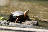 Tortuguero Kanu-Tour: Schildkröte beim Aufwärmen in der Sonne