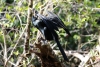 Tortuguero Kanu-Tour: Kormoran beim Trocknen