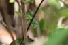 Wanderung im Tortoguero Nationalpark: grüne Gift-Schlange