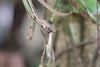 Wanderung im Tortoguero Nationalpark: Schlange hat Beute gemacht