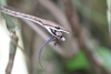 Wanderung im Tortoguero Nationalpark: Schlange hat Beute gemacht