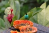 Arenal: Vögel direkt am Restaurant der Lodge, durch Früchte angelockt