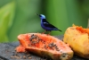 Arenal: Vögel direkt vor dem Restaurant