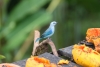 Arenal: Vögel direkt vor dem Restaurant