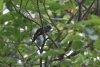 Arenal: Wanderung an der Lodge, Trogon, seltener Vogel