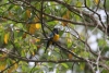 Arenal: Wanderung an der Lodge, Trogon, seltener Vogel