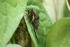 Arenal: Wanderung an der Lodge, imposanter Käfer