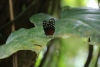 Arenal National Park: Schmetterling