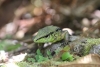 Arenal National Park: Echse