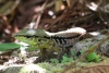 Arenal National Park: Echse