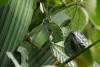 Reserva Monteverde: Raupe nagt an _Blatt