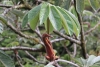 Reserva Monteverde: Wanderung über 8 Brücken, Blick in die Baum-Wipfel