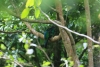 Reserva Monteverde: Quetzal - das Weibchen