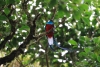 Reserva Monteverde: Quetzal - Das Männchen