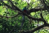 Reserva Monteverde: Quetzal - Das Männchen