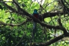 Reserva Monteverde: Quetzal - Das Männchen