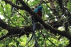 Reserva Monteverde: Quetzal - Das Männchen