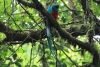 Reserva Monteverde: Quetzal - Das Männchen