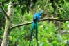 Reserva Monteverde: Quetzal - das Männchen
