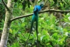 Reserva Monteverde: Quetzal - das Männchen