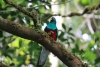 Reserva Monteverde: Quetzal - das Männchen