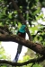 Reserva Monteverde: Quetzal - das Männchen