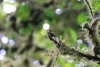 Reserva Monteverde: kleiner Vogel