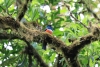 Reserva Monteverde: Ein Trogon (?)