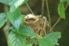 Reserva Monteverde: Kolibri-Nest mit Küken drin