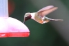 Reserva Monteverde: Kolibri an einer Fütterstelle