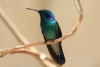 Reserva Monteverde: Sitzender Kolibri, in der Nähe der Futterstelle