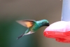 Reserva Monteverde: Kolibri an Futterstelle