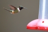 Reserva Monteverde: Kolibri an Futterstelle